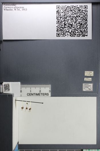 Media type: image;   Entomology 551250